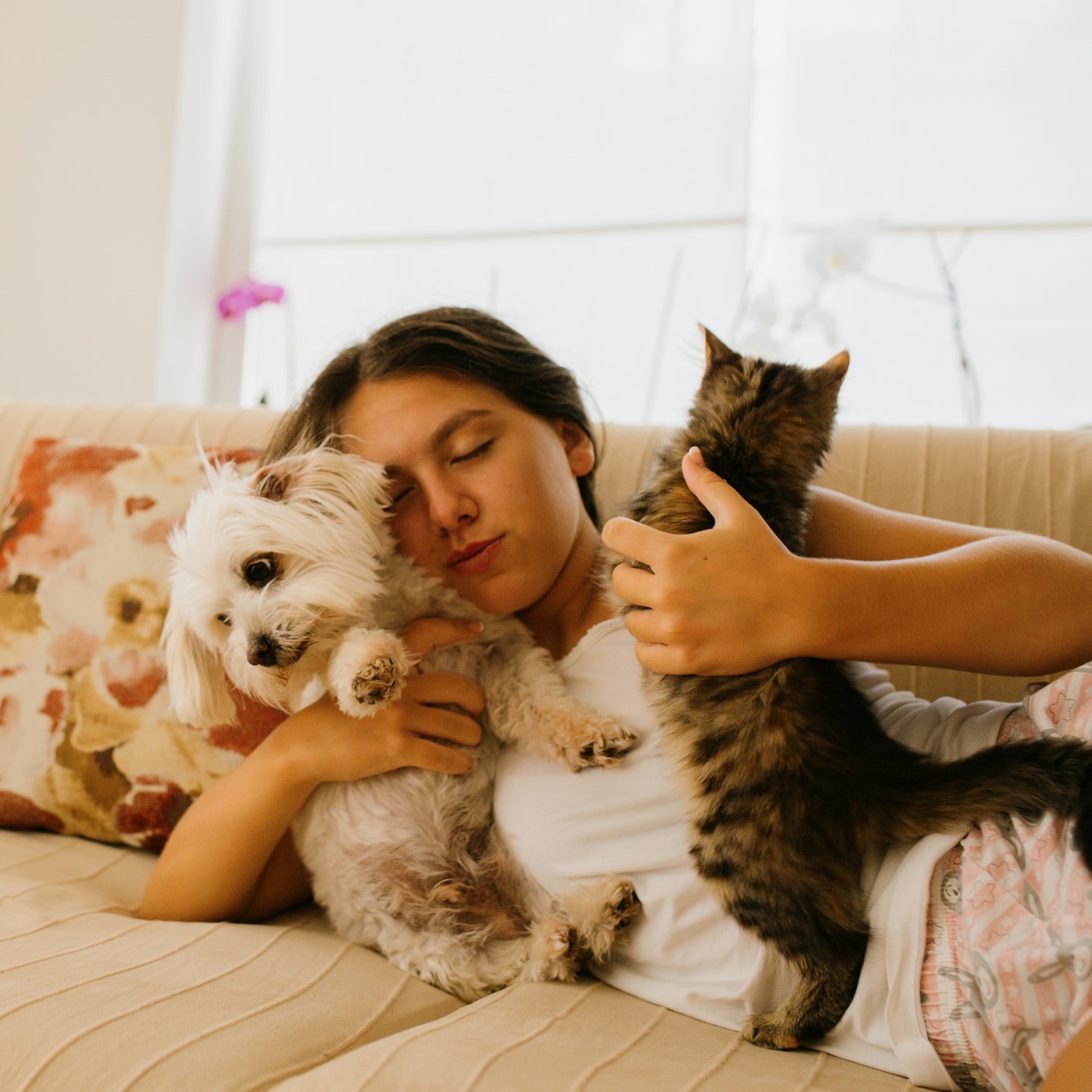 Santé chiens et chats 