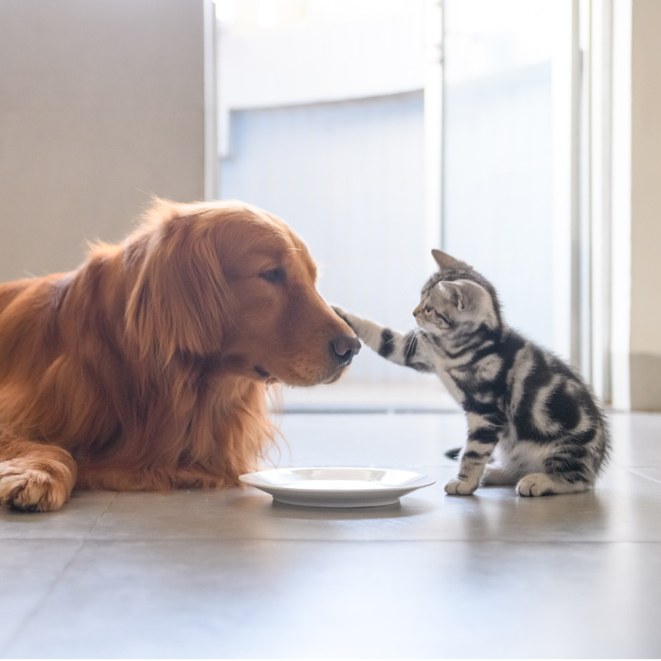 chien et chat