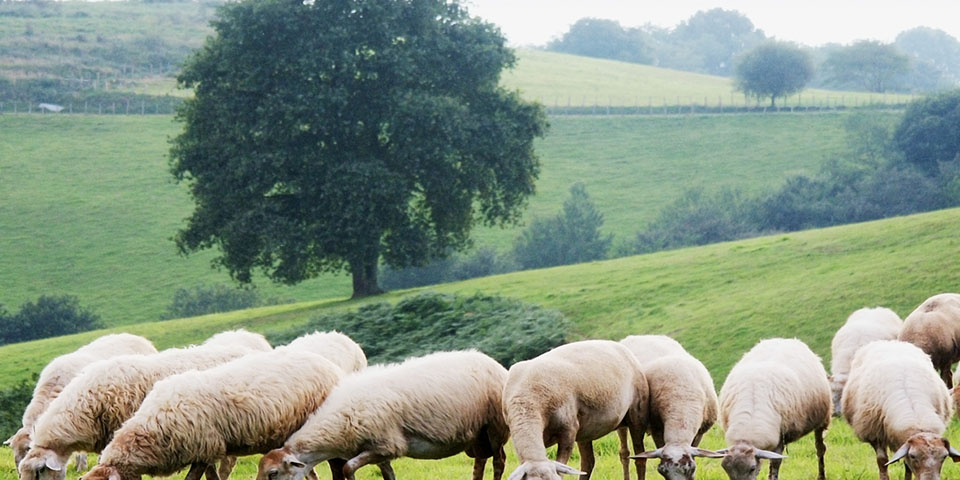 Assurance Mortalite Des Animaux Agri Credit Agricole